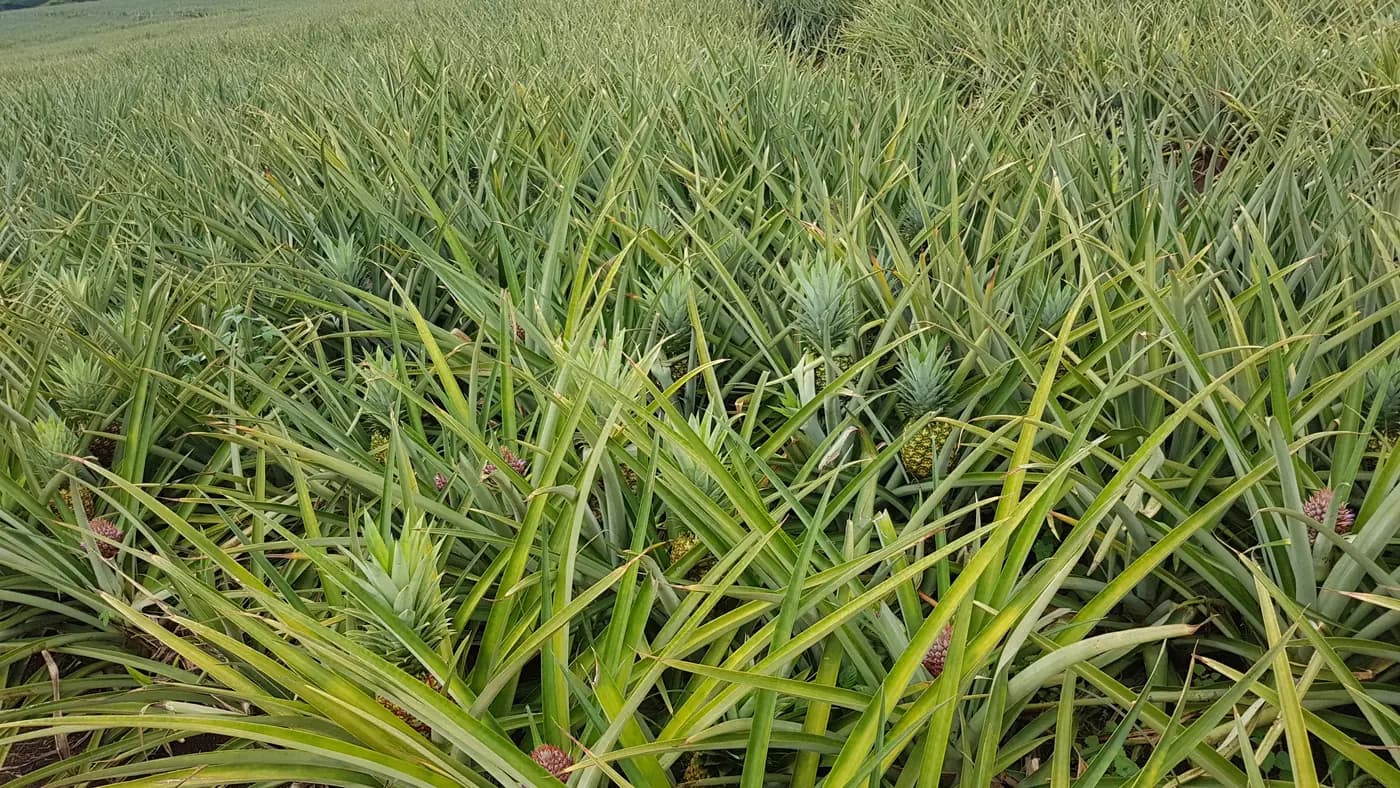 Del Monte pineapple field at Camp Phillips, Bukidnon