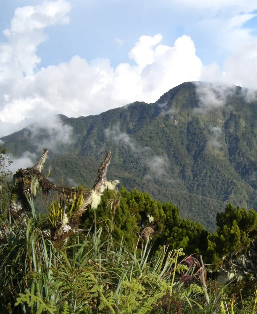 Cloud forest summit of Mt. Dulang-dulang, Bukidnon